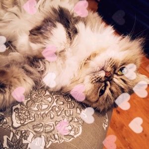 Meet your Posher, Iris